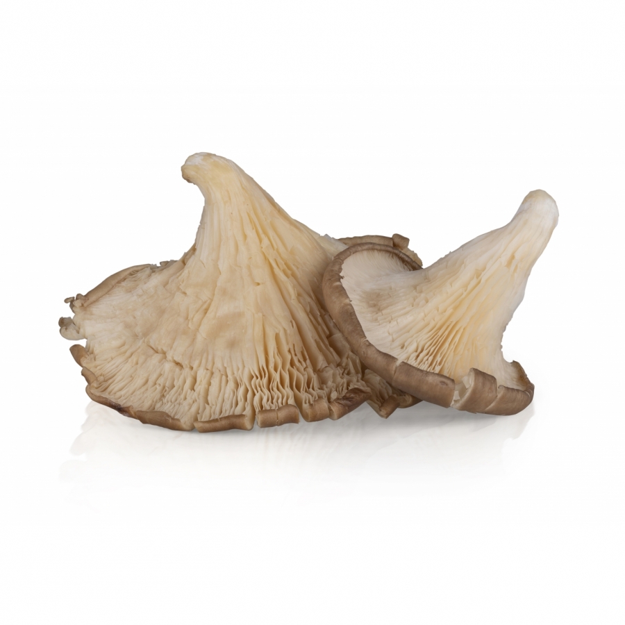 Oyster Mushroom - 250G